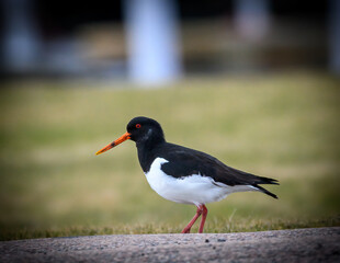 Eurasian Oystercatcher