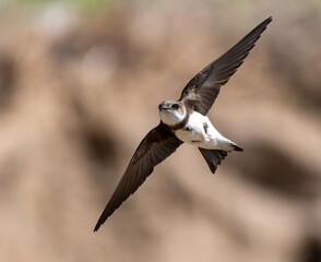 Flying Sand Martin