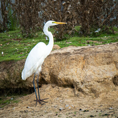 Great Egret at wetland