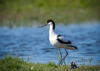 Pied Avocet