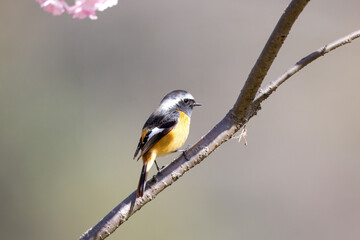 河津桜の枝にとまるジョウビタキの雄