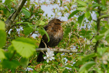 Blackbird on a blooming branch. Spring