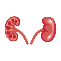 kidney icon vector illustration design template