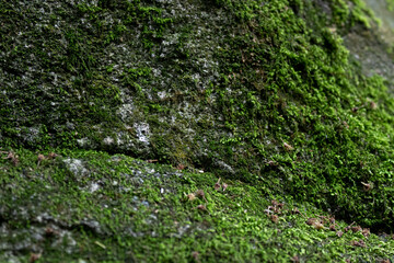 Close up Green Moss on the old rock, rainforest in summer