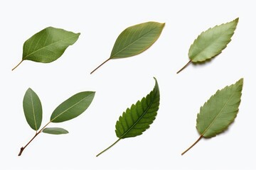 Fresh green leaves arranged on a clean white background. Suitable for various design projects