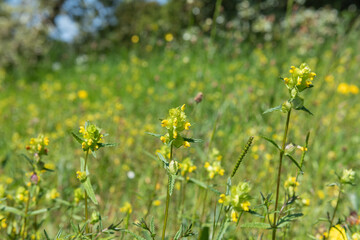 Yellow rattle (rhinanthus minor) flowers in bloom