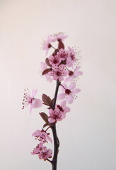 Branch of Cherry in bloom, Prunus cerasifera var. pissardii, Black Cherry Plum, Purple Leaf Plum