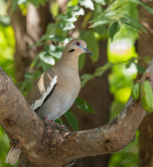 Beautiful portrait of a white-winged dove surrounded by tropical green foliage