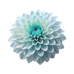 Blue Dahlia Flower. isolated on Transparent background.