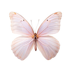 Watercolor of a pink butterfly, isolated on Transparent background.