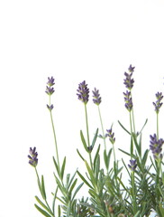 Lavender, Lavandula angustifolia, Lavandula officinalis , on white background