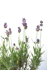 Lavender, Lavandula angustifolia, Lavandula officinalis , on white background