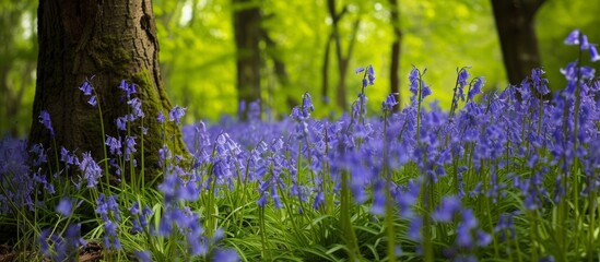 Beautiful bluebells blooming in the enchanting woods surrounded by tall trees