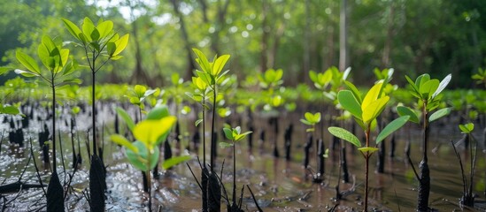 Serene group of lush trees standing in the tranquil waters of a peaceful swamp