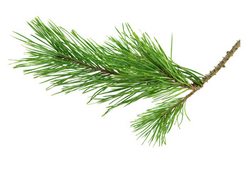 Set of pine branches. Medicinal plants. Alternative medicine. Isolated on white . Winter holiday decoration concept.