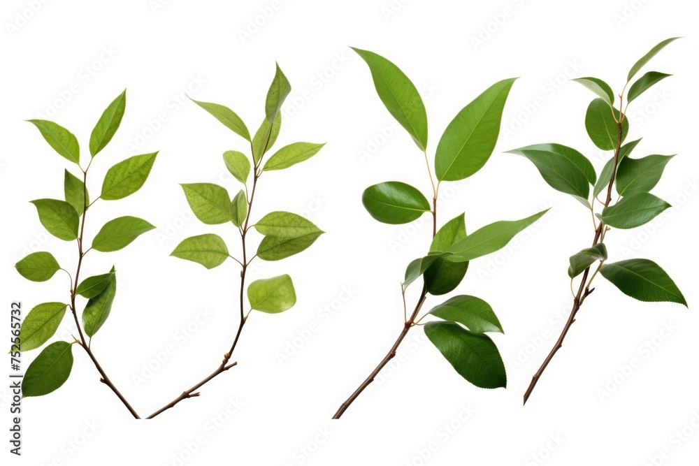 Poster Different types of leaves on a plain white backdrop. Ideal for botanical or nature concepts
