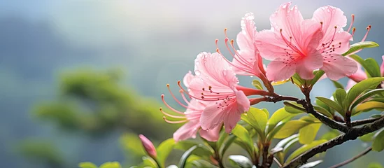 Keuken spatwand met foto A close-up view of pink azalea flowers in full bloom on a tree branch, contrasting against lush green foliage. The blurred background adds depth to the image. © AkuAku