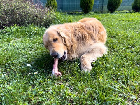 Cute golden retriever playing/eating pork ham bone in garden, looking happy (color image).