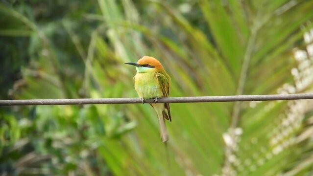 Bird bee-eater feathers.