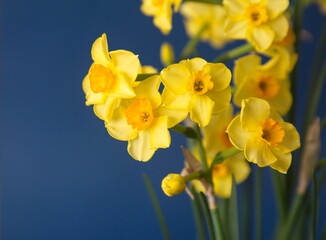 Bouquet of Narcissus, blooming spring bulb plant, on blue background
