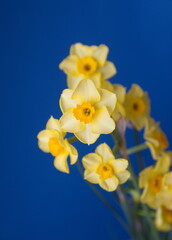 Obraz premium Bouquet of Narcissus, blooming spring bulb plant, on blue background