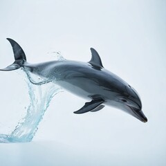 dolphin jumping out of water
