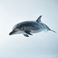 dolphin jumping out of water
