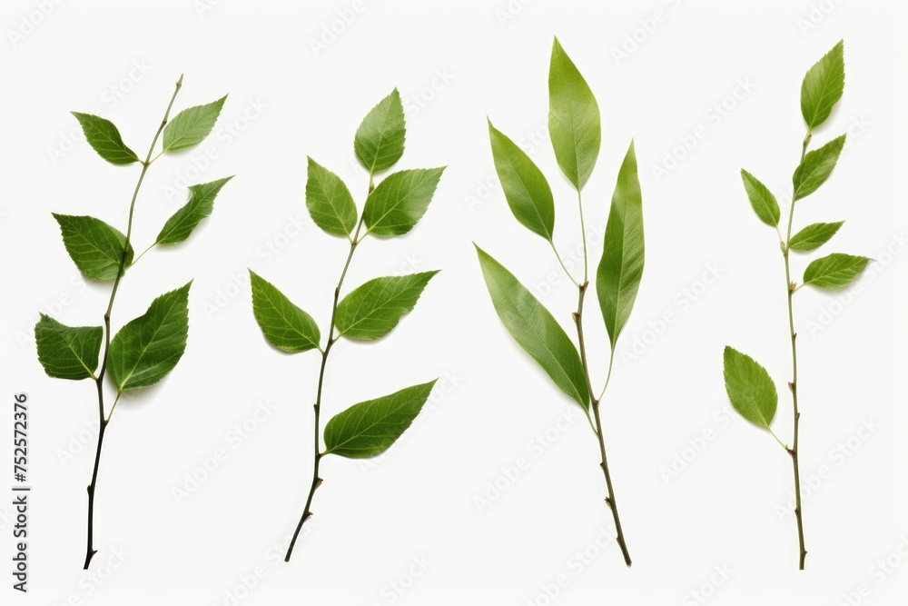 Poster variety of leaves displayed on a white background. suitable for botanical projects