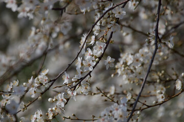 blooming tree