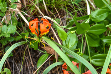 Glory Lily (Gloriosa superba). Fleur de glorieuse au bord de l'océan Pacifique.