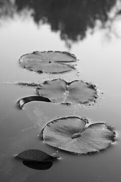 Hojas de Nufar flotando en estanque 