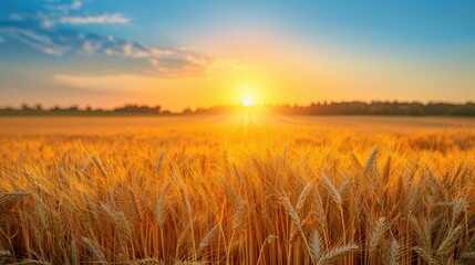 Obraz premium The golden hues of a wheat field at sunset under a clear sky