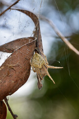 l'araignée Hortophora transmarina sur sa toile, proche de son nid, en attente d'une proie.