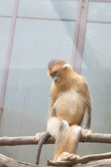 Close up sweet female golden monkey