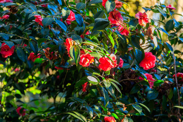 Beautiful blooming camellia tree in park