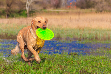 Cute Labrador retriever dog playing with flying disc on a meadow