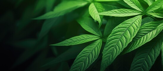 Fototapeta premium This close-up shot focuses on a single lush green leaf of a plant, showcasing its vibrant color and intricate details. The leaf appears healthy, with visible veins and a glossy texture.
