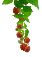 raspberry branches with ripe berries and leaves. Isolated on transparent, png. Red raspberries and green leaves. Bush with berries.