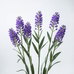 Fototapeta na wymiar bunch of lavender flower 