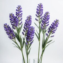 bunch of lavender flower
