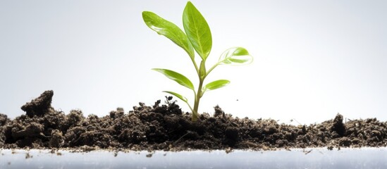 A new seedling emerges from the ground, symbolizing growth and new beginnings. The plant is green and vibrant, reaching towards the sky as it grows from the white backdrop.