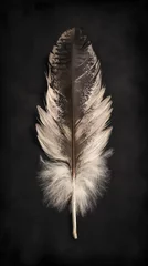 Foto op Plexiglas Pluma de ave sobre fondo oscuro © VicPhoto