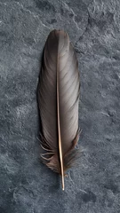 Foto op Plexiglas Pluma de ave sobre fondo oscuro © VicPhoto