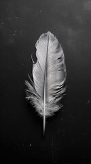 Pluma de ave sobre fondo oscuro - obrazy, fototapety, plakaty