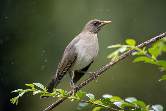 The Creamy-bellied Thrush also know as Sabia Poca or Zorzal Chalchalero under rain. Species Turdus amaurochalinus. Birdwatching. Animal world. Birding.
