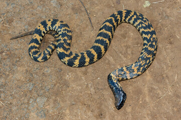 A beautiful banded rinkhals (Hemachatus haemachatus), also known as the ringhals or ring-necked...