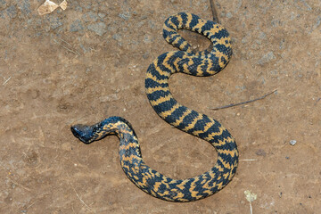 A beautiful banded rinkhals (Hemachatus haemachatus), also known as the ringhals or ring-necked spitting cobra, displaying its tactic to feign death when it feels threatened