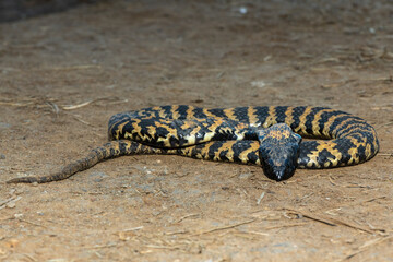 A beautiful banded rinkhals (Hemachatus haemachatus), also known as the ringhals or ring-necked spitting cobra, displaying its tactic to feign death when it feels threatened