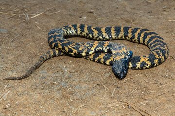 A beautiful banded rinkhals (Hemachatus haemachatus), also known as the ringhals or ring-necked spitting cobra, displaying its tactic to feign death when it feels threatened