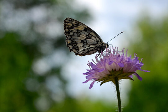 macro image of a beautiful butterfly sitting on a violet flower © Viktoriia Kolosova